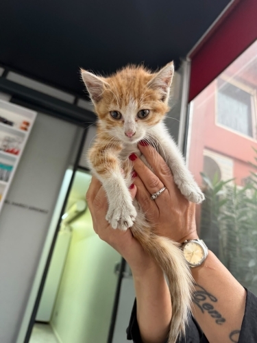 Lokum 1,5 aylık dişi iç dış parazitleri yapıldı fotoğraf