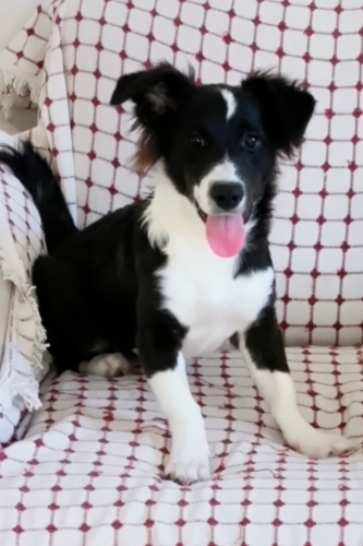Border collie eğitimli, ücretsiz sahiplendirmee fotoğraf