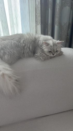 2 yaşında dişi uysal british longhair fotoğraf