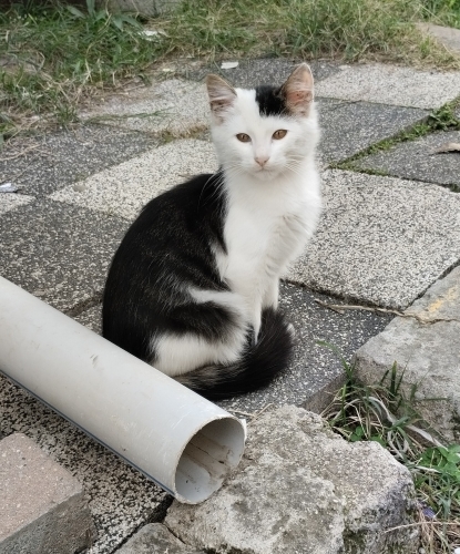 Yavru kedi sahiplendirmek istiyorum fotoğraf