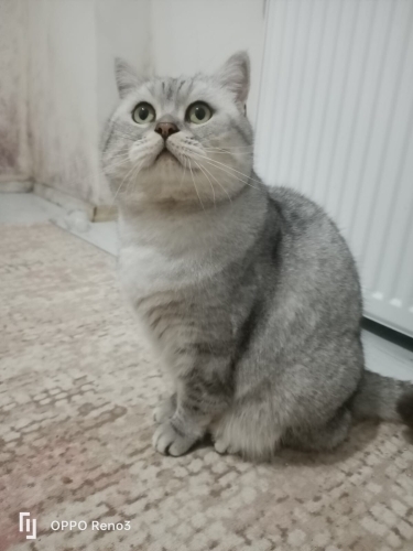 3 kedimize yurt dışına gideceğimiz için yuva arıyoruz fotoğraf