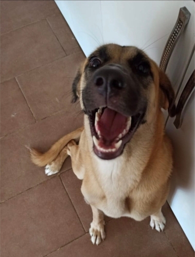 Labrador melezi Kaymak'a acil yuva arıyoruz fotoğraf