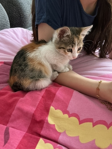 Minik Tarçın'a yuva olmak ister misiniz 😺 fotoğraf