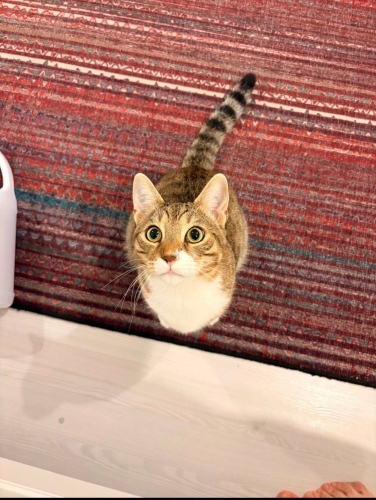 Arkadaş canlısı tekir fotoğraf