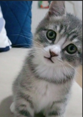 Masum bakışlı dünya tatlısı bebek fotoğraf