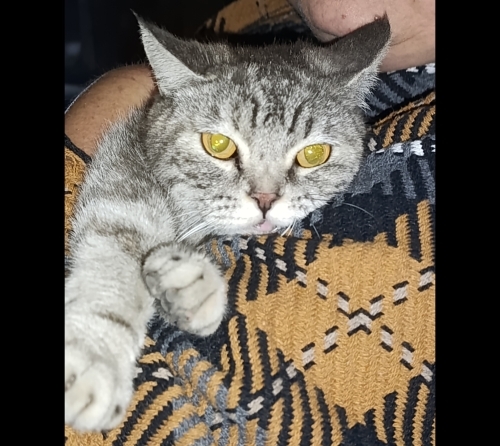 Hamile British için acil yuva fotoğraf