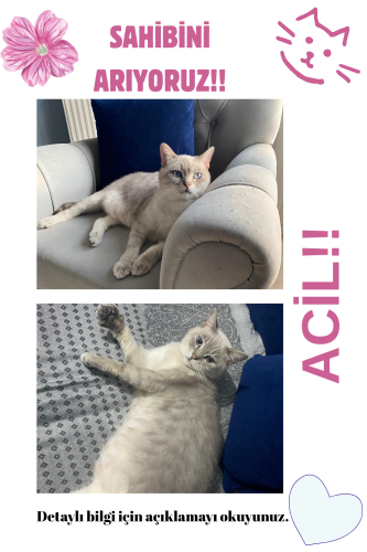 ACİL SAHİBİNİ ARIYORUZ BULAMAZSAK YUVA ARAYACAĞIZ fotoğraf