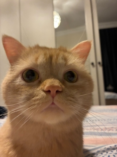 Mükemmel bir dost kısır erkek ve sevimli fotoğraf