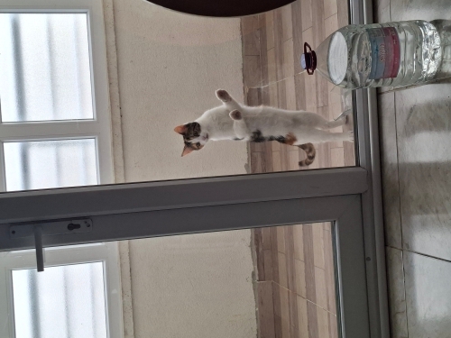 Insan canlısı balkıza acil yuva arıyoruz fotoğraf