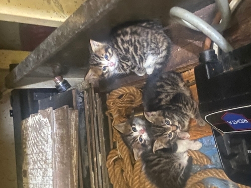 Kücük yavrularımıza kalıcı yuva arıyoruz fotoğraf