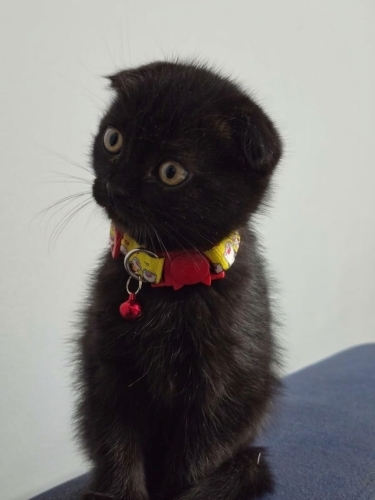 SCOTTISH FOLD YAVRU fotoğraf