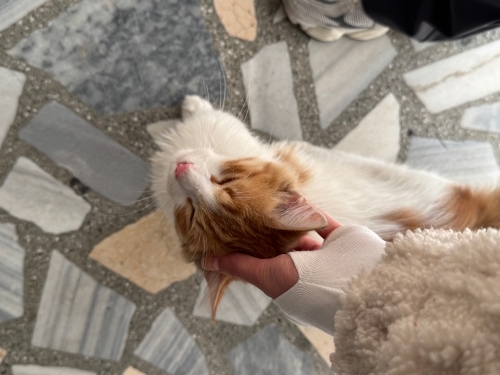 Çok sevecen bir kedi yuva arıyor fotoğraf