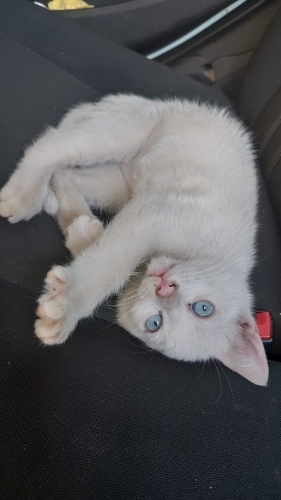 2 aylık erkek van kedisine yuva arıyoruz fotoğraf