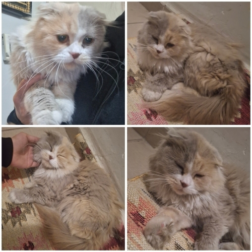 Sokağa terkedilmiş fotoğraf
