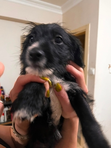 ESKİŞEHİR / JACK RUSSEL - MALTIPOO MELEZİ 2.5 AYLIK fotoğraf