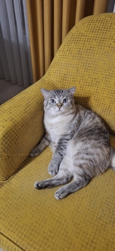 Kedimize güvenilir yuva arıyoruz fotoğraf