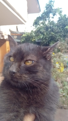 Ücretsiz Sevgi yumağı sahiplendirilecekdir fotoğraf