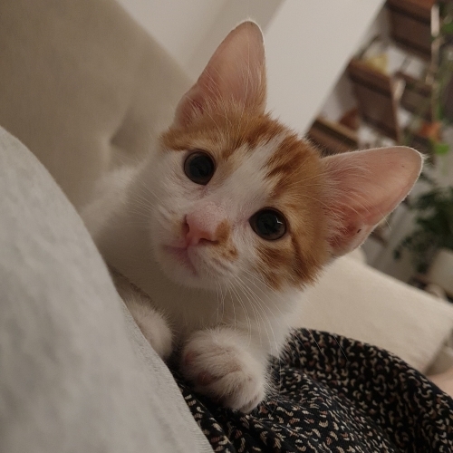 Çiçek gibi kedi yuva arıyor fotoğraf
