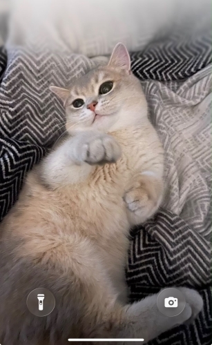 British Shorthair fotoğraf