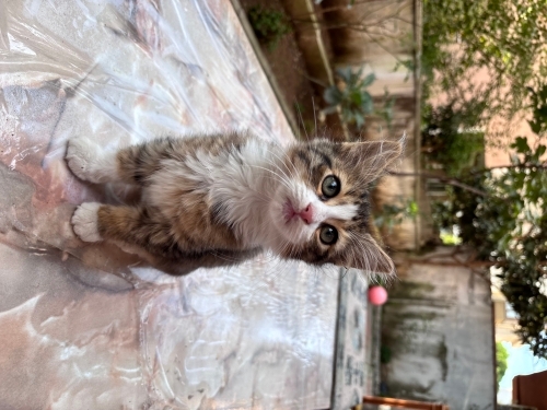 Çok tatlı çokk Minicik bir beyefendi yok olup gitmeden yuvası olsa ne güzel olur fotoğraf