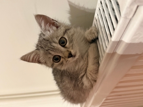 Minik Gümüş ömürlük yuvasını arıyor fotoğraf