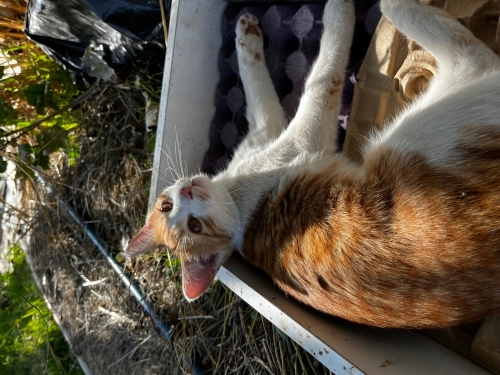 Çok oyuncu ve çok cana yakın . fotoğraf