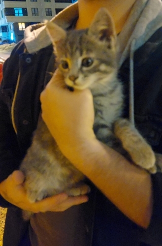 Kardeşi Ölmüş Yavru Kedi fotoğraf