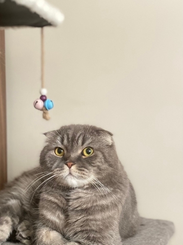 YENİ YUVA ARANIYOR fotoğraf