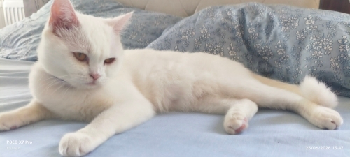 Çok tatlı masum hanım hanımcık bir kız 😊 fotoğraf