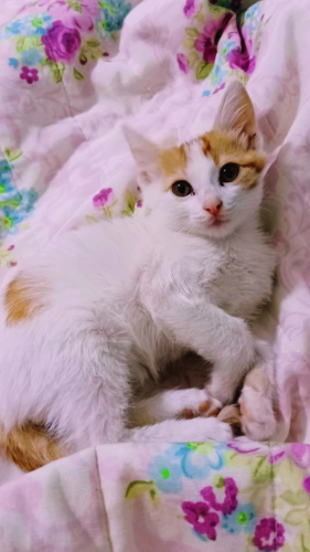 2 aylık erkek kedi fotoğraf
