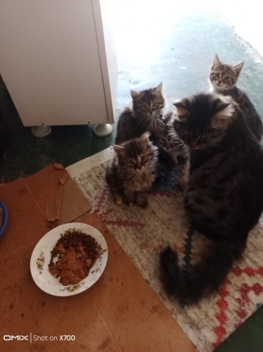 TEKİR YAVRU KEDİLER (ANKARA/ERYAMAN) fotoğraf