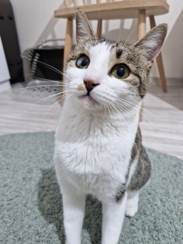 Minik Üzüm Ömürlük, Sevgi Dolu Yuvasını Arıyor! 🐾💕 fotoğraf