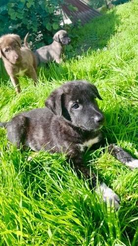 2 AYLIK LABRADOR MELEZİ KÖPEK YAVRULARI fotoğraf