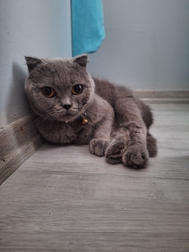 5-6 Aylık Scottish Fold İçin Yuva Aranıyor fotoğraf