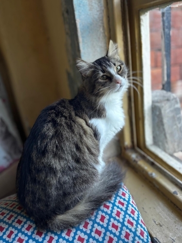 Güzel Luna yuva arıyor fotoğraf