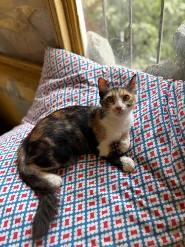 Çok canayakın bir kız, sokakta yaşayamaz fotoğraf