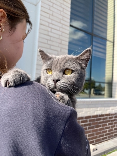 ÜCRETSİZ CİNS KEDİ SAHİPLENDİRME fotoğraf