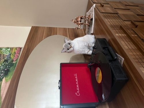 Ücretsiz kedi sahiplendirme fotoğraf