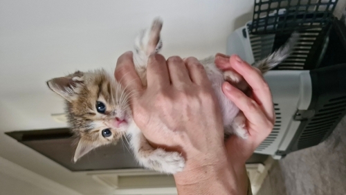 1.5 aylık yavru dişi kedi fotoğraf