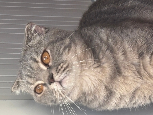 Scottish fold dişi kedi fotoğraf