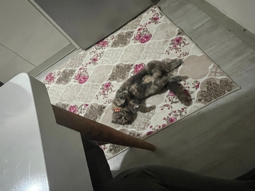 Sevimli Dişi Scottish Fold Pakize Yeni Yuvasını Arıyor fotoğraf
