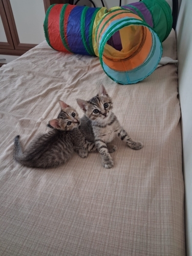 Sultan ve Limon Ömürlük Yuva Arıyor fotoğraf
