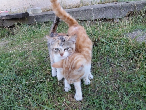 Yavru Tekir Kardeşler fotoğraf