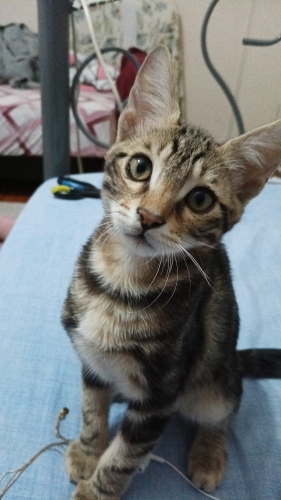 DENİZLİ/Pamukkalede❗ ACİL YUVA İLANI❗TEKİR ERKEK KEDİ fotoğraf