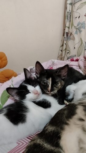 3 KARDEŞ DENİZLİ'DE ACİL YUVA ARIYOR fotoğraf