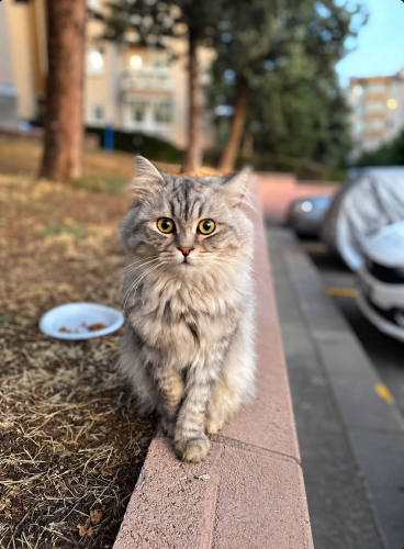 AÇIKLAMAYI OKUYUNUZ fotoğraf