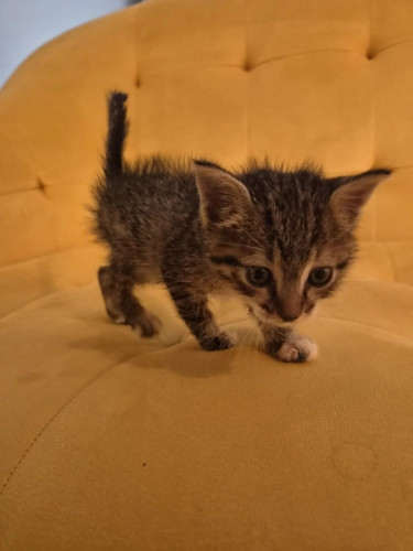 AŞILARI TAM 1,5 AYLIK BEBEK YUVA ARIYOR fotoğraf