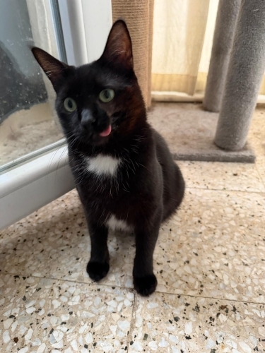 Dili dışarıda şapşik kedi fotoğraf