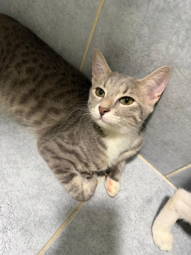 Tatlı mı tatlı 6 yavru kedi fotoğraf