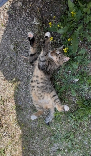 Tombik kedi yuva arıyor fotoğraf